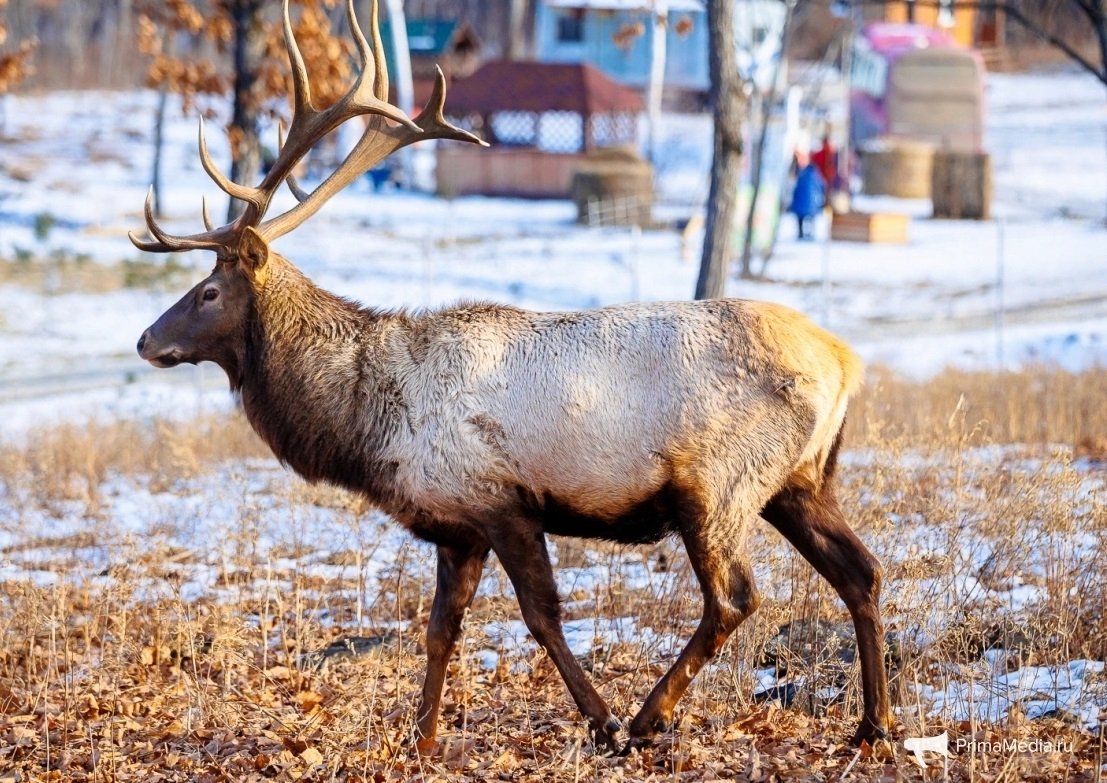 На заповедных землях Лазовского района развивают мараловую ферму ИА PrimaMedia