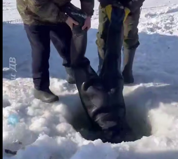 Скриншот тг-канал &quotrybakidv&quot (18+)