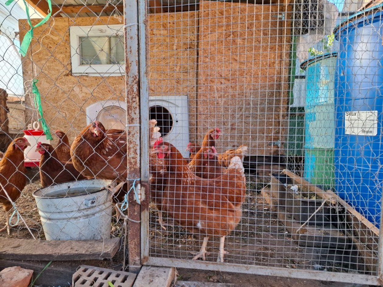 Свои &quotбесплатные&quot яйца дороже магазинных  ИА StavropolMedia