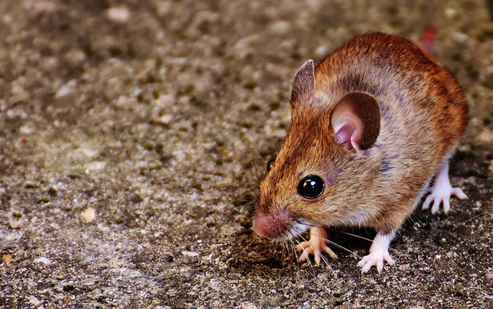 Тематическое фото pxhere.com