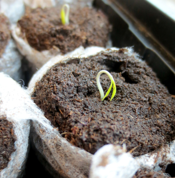 Тематическое фото pxhere.com