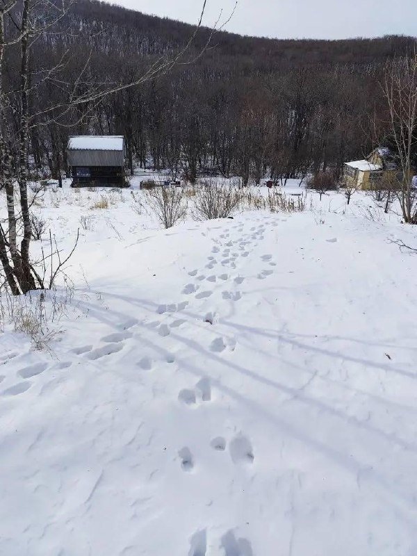 Тигр вышел к дачному посёлку в Приморье пресс-служба Центра &quotАмурский тигр&quot