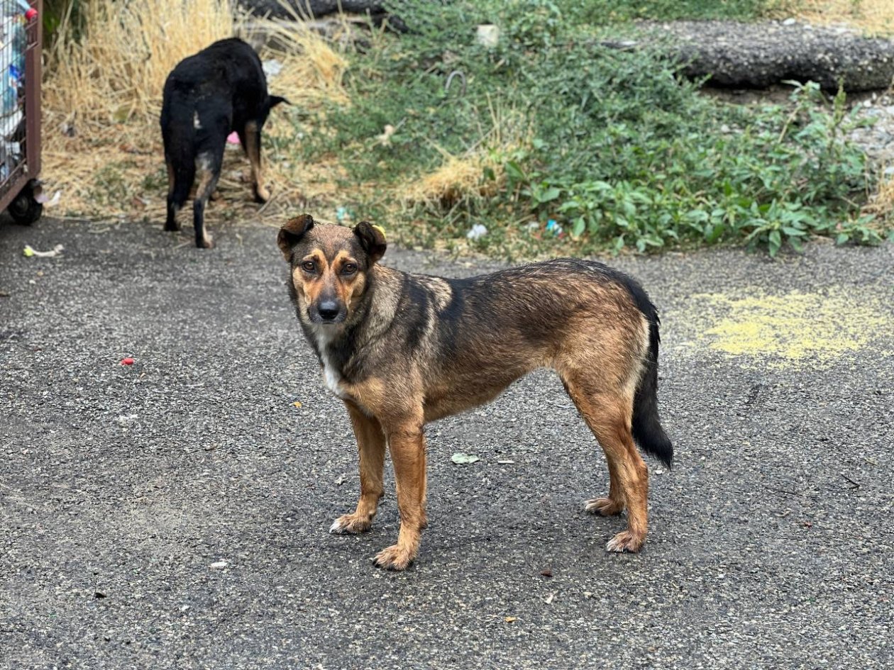 100% средство от стаи собак, которое всегда помогает: смело гуляем, где хотим ИА Stavropol.Media
