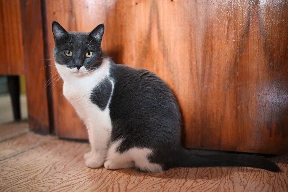 Сири Из архива Е. Воиновой