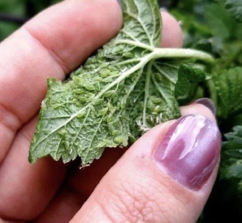 Тематическое фото Автор канала