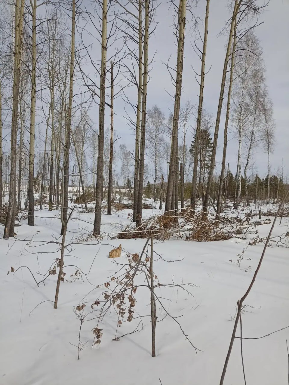 . пресс-служба прокуратуры Красноярского края