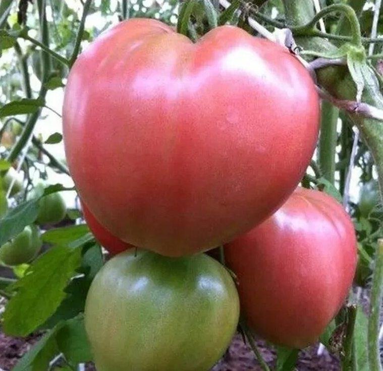 Тематическое фото Автор канала