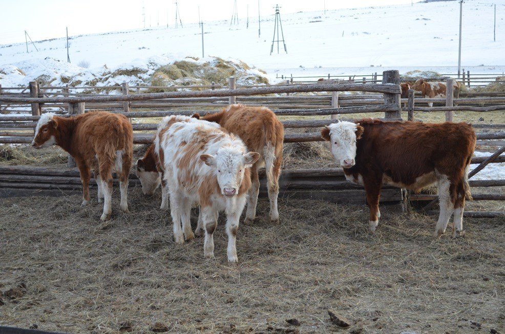 Коровы тгк (18+) Минсельхоза Забайкалья