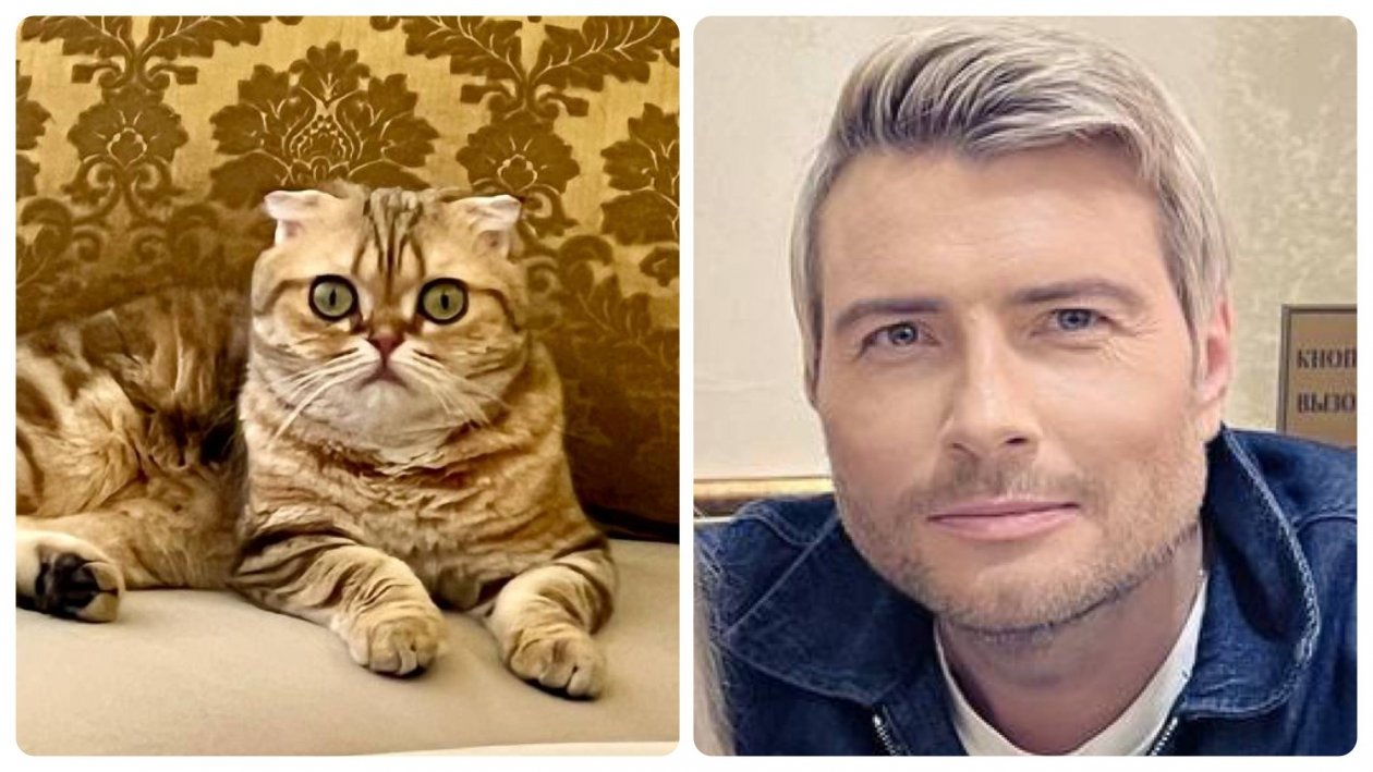 коллаж на основе фото из телеграм-канала Николая Баскова (18+)