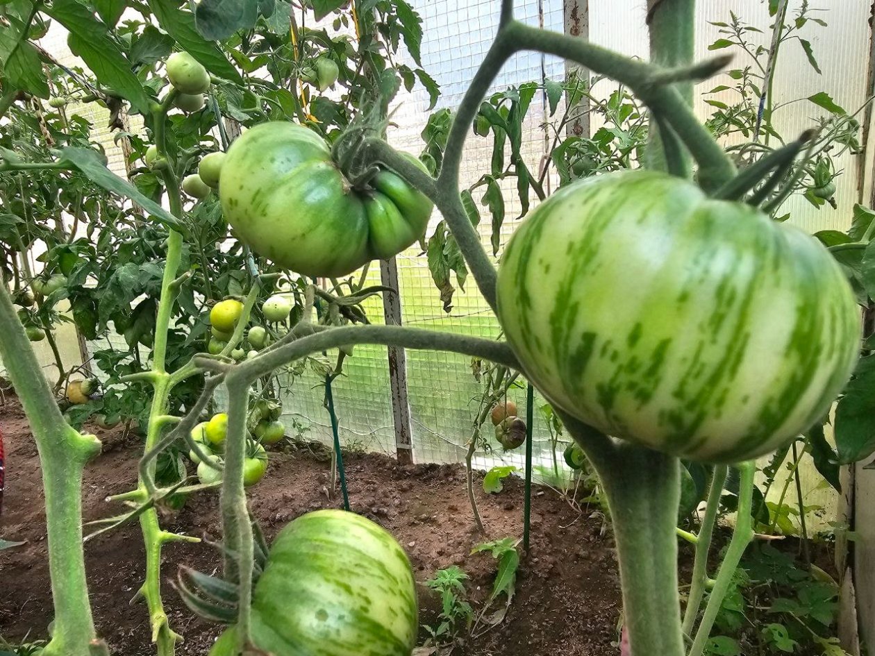 Ленивые грядки 2026: сорта низкорослых томатов плодоносят так, будто их ежедневно пасынкуют ИА KrasnodarMedia