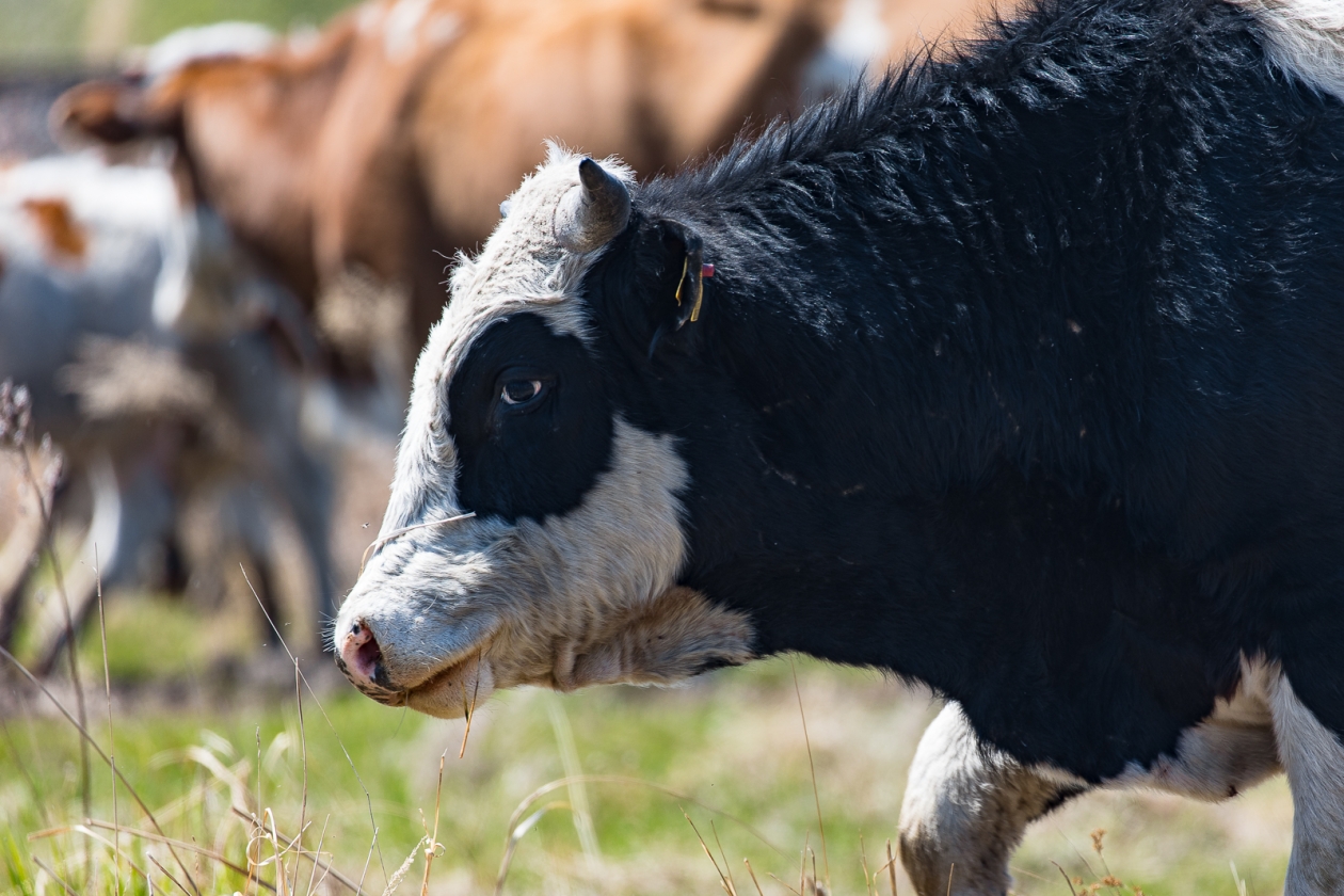 Илья Аверьянов