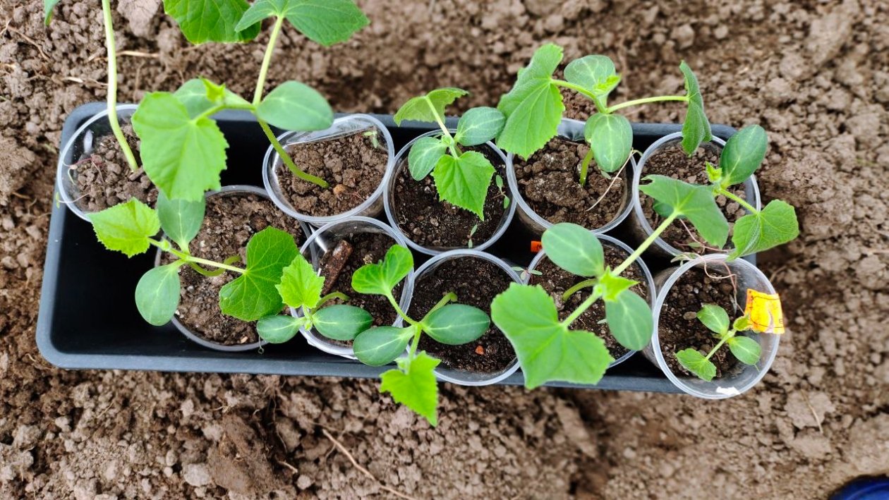 Огурцы Автора