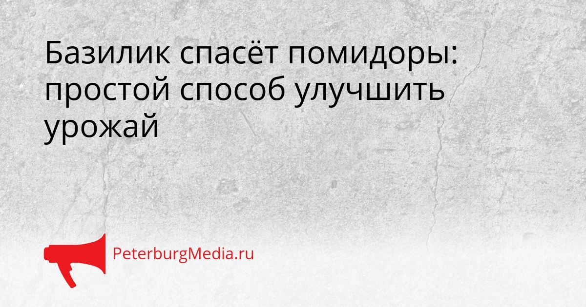 Базилик спасёт помидоры: простой способ улучшить урожай Сгенерировано