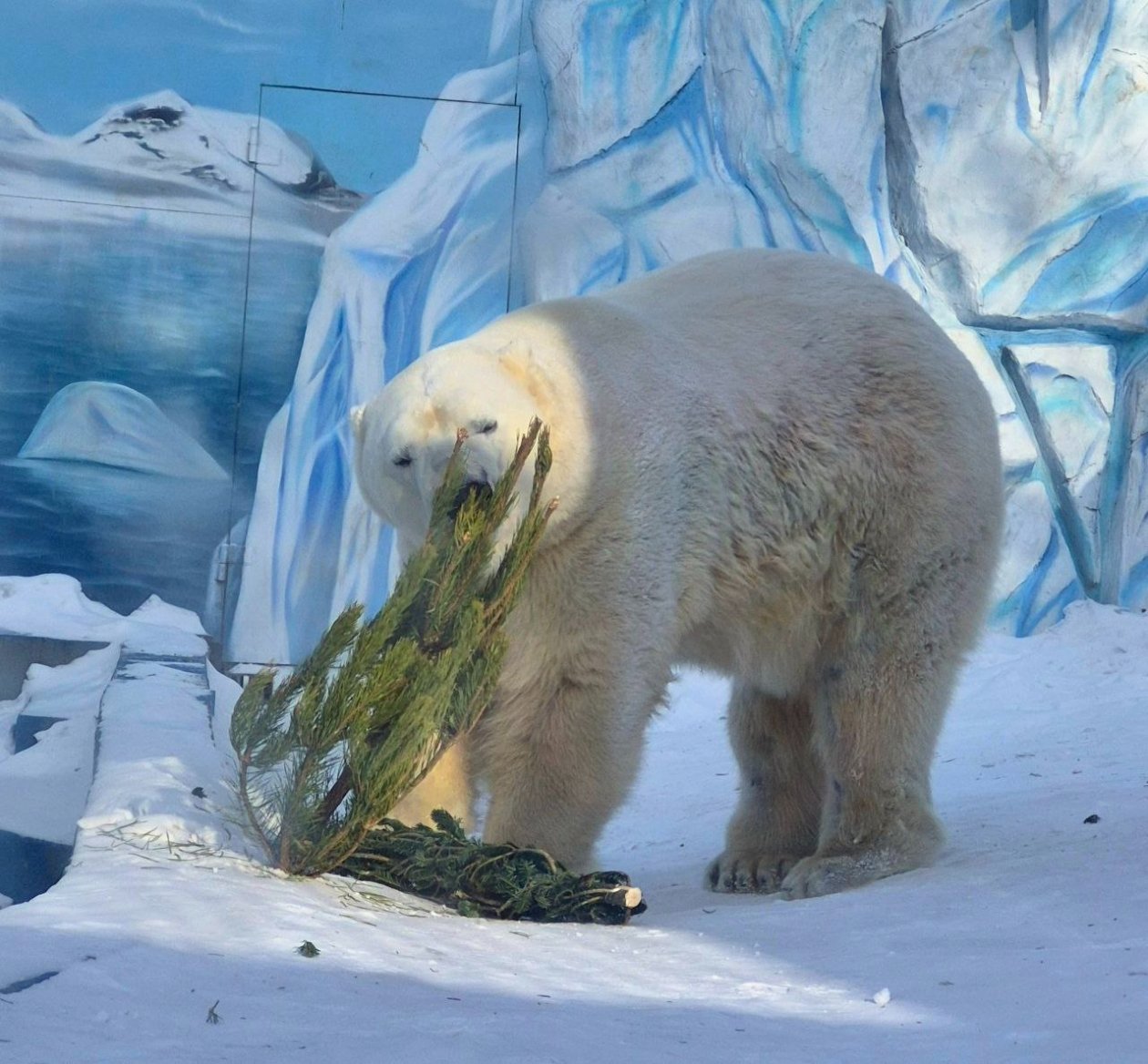 Зверушки скажут спасибо: сотню ёлочек уже доставили в хабаровский зоосад ТГ Зоосад &quotПриамурский&quot