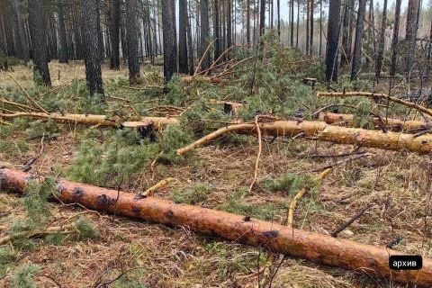 Пять организаций заплатят более 1,8 млн рублей за рубки леса в Братском районе Пресс-служба прокуратуры Иркутской области