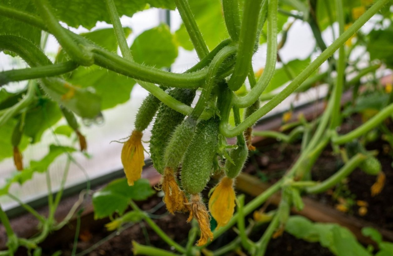 Тематическое фото pxhere.com