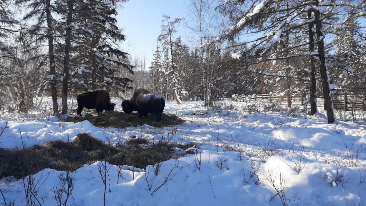 Лесные бизоны в Якутии ИА YakutiaMedia