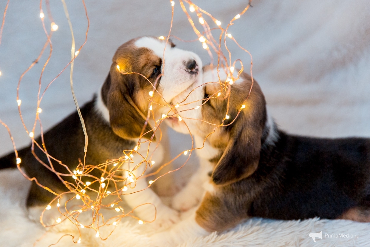 Выбираю себе верного друга: эти 10 пород собак заменяют собой теплое одеяло и личного психолога ИА PrimaMedia, Александр Ратников