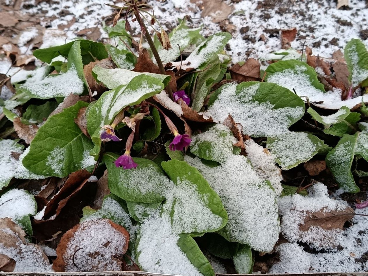 Теперь поступаю хитро: заменила однолетники на 3 многолетника - хлопот в цветнике тут же поубавилось ИА KrasnodarMedia