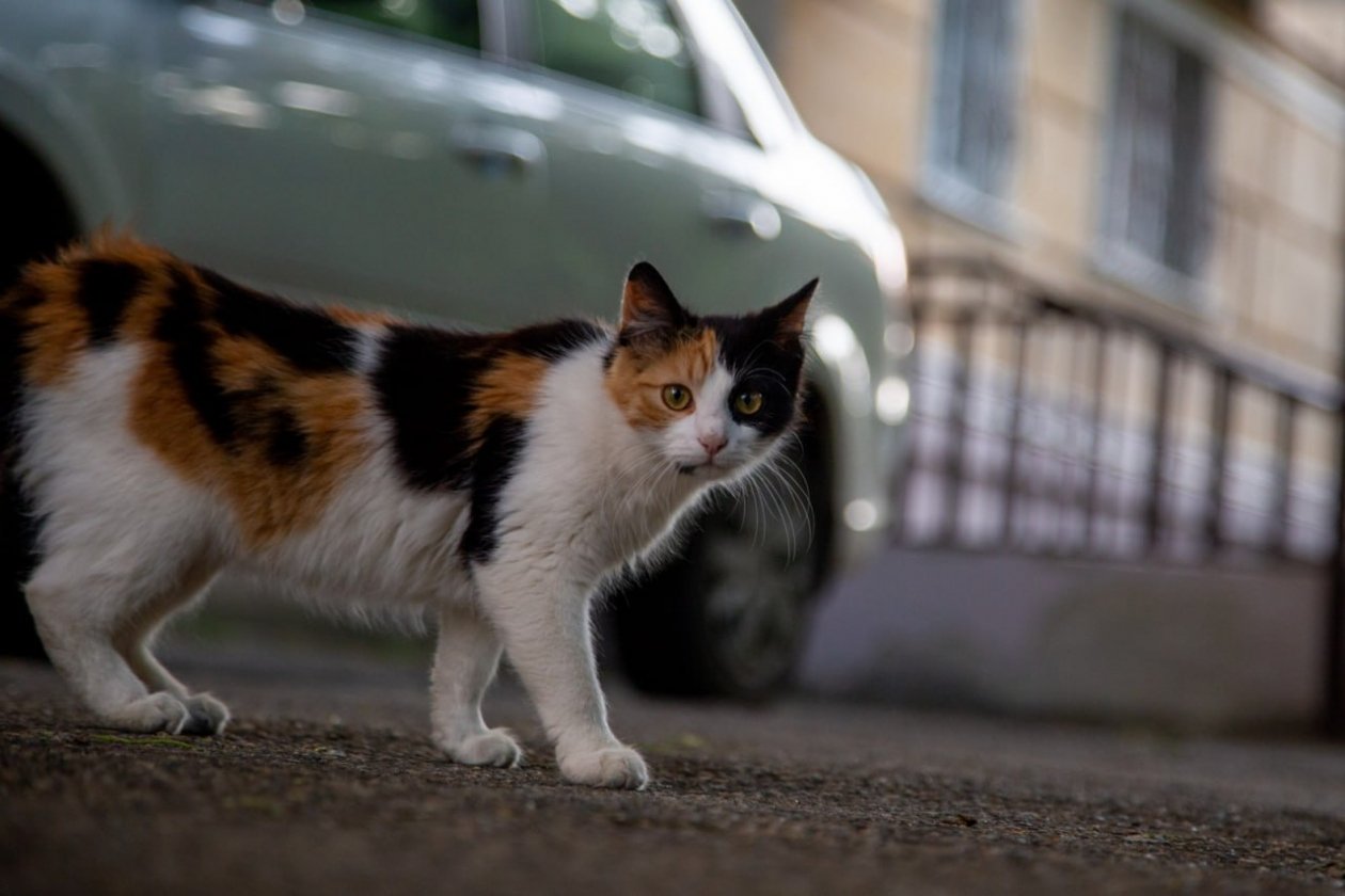 ИА Stavropol.Media