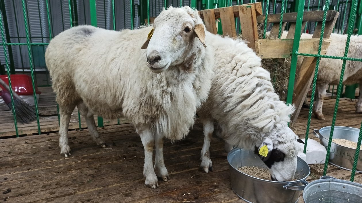 Бурятские ученые создали добавку для ускоренного роста ягнят ИА UlanMedia