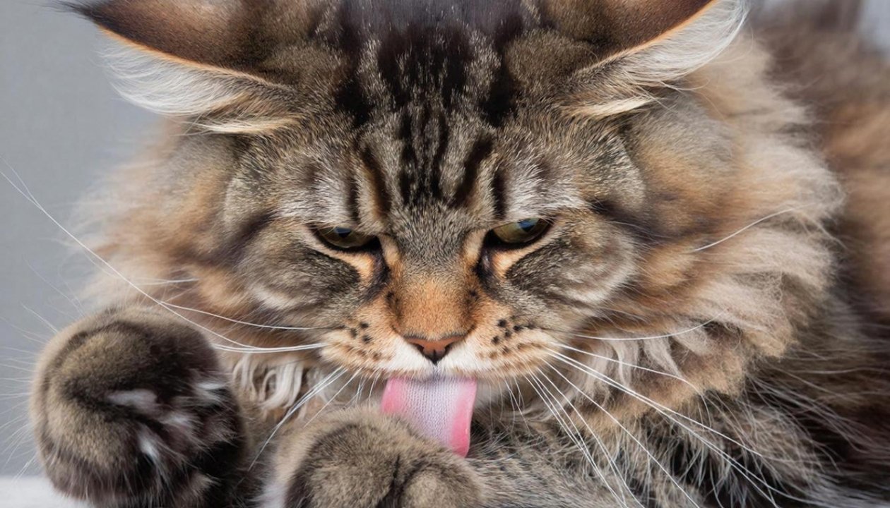 Не линяют, не пахнут и обожают хозяев: 4 породы котов-чистюль ИИ Kandinsky (18+)