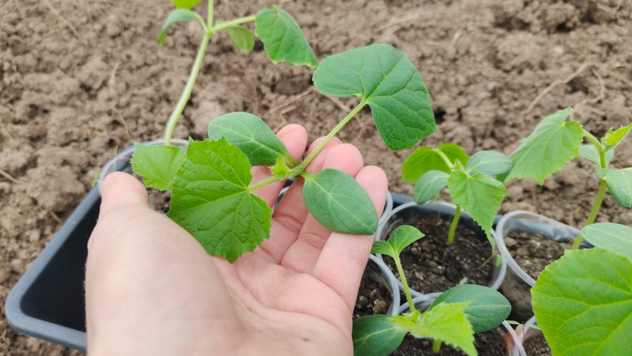 Огурцы Автора