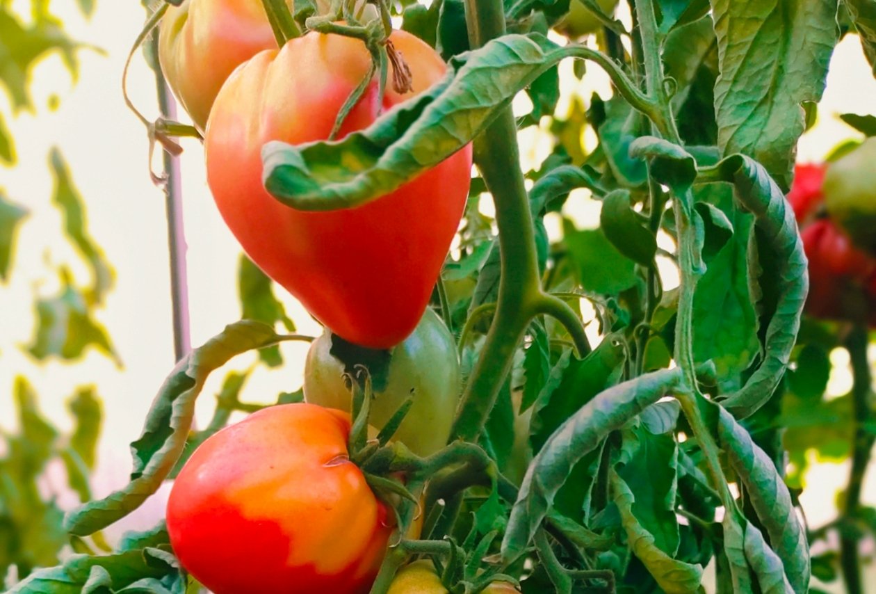 Томат Автора