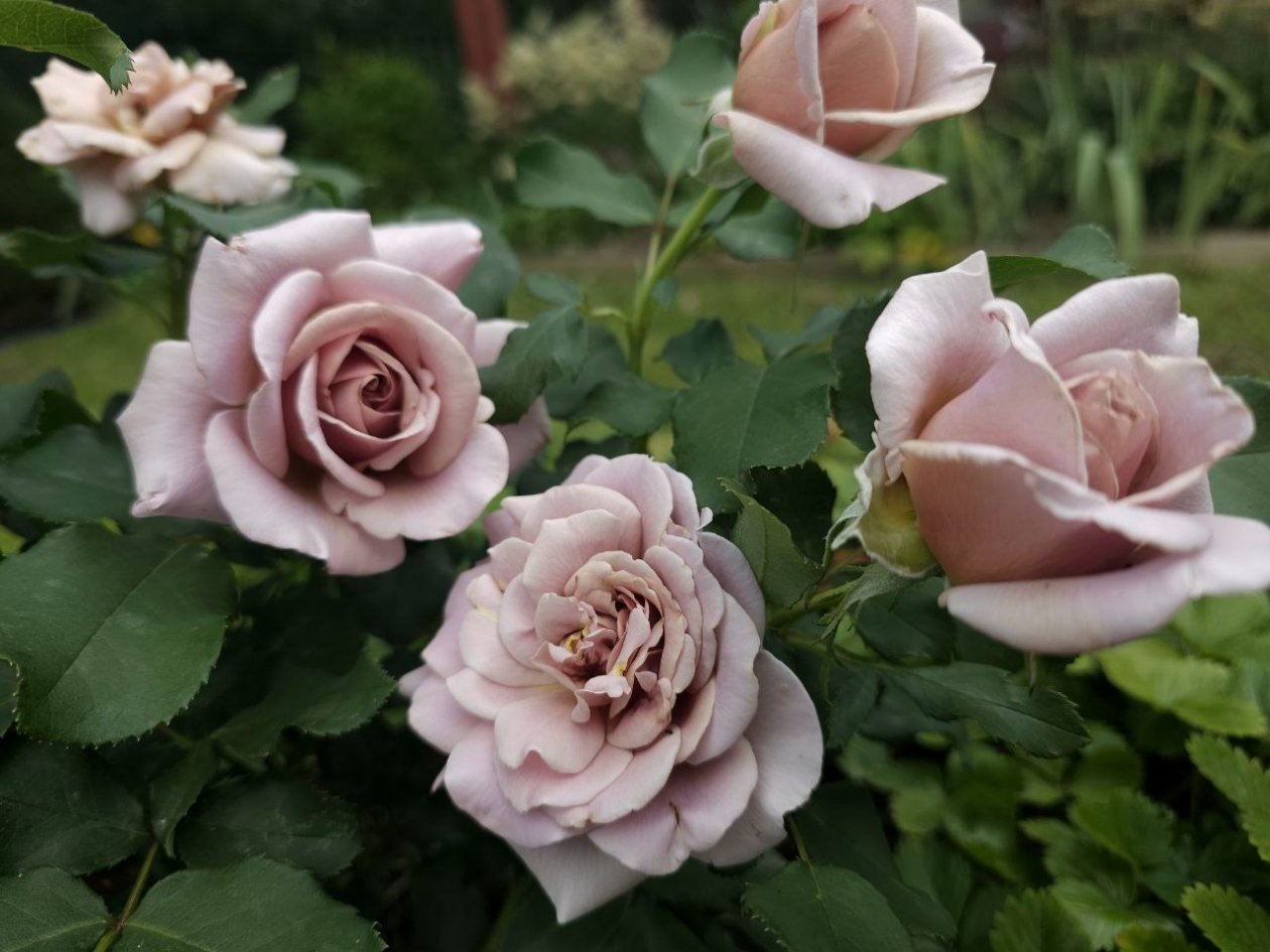 Роза Автора