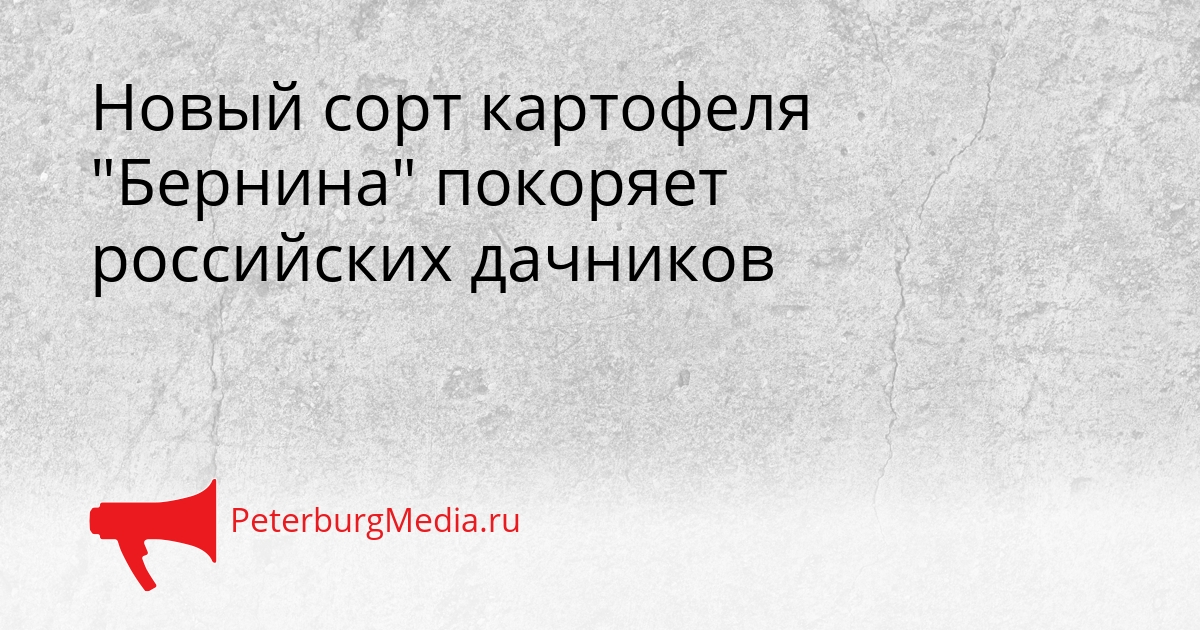 Новый сорт картофеля &quotБернина&quot покоряет российских дачников Сгенерировано