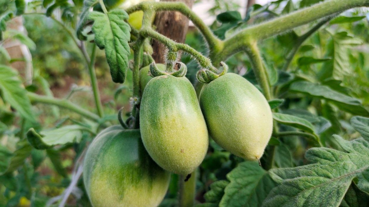 Томаты Автора