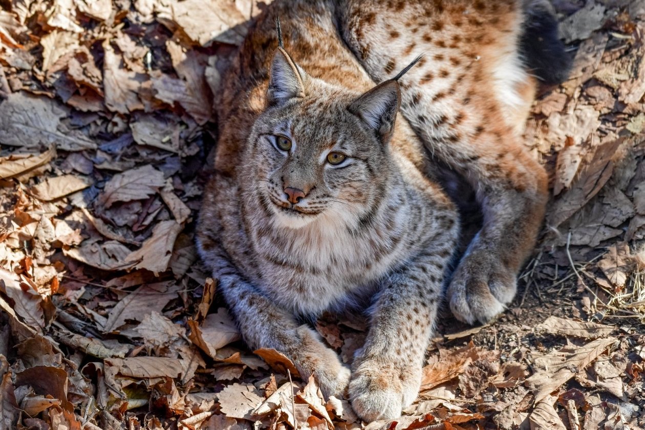 Рысь ИА PrimaMedia