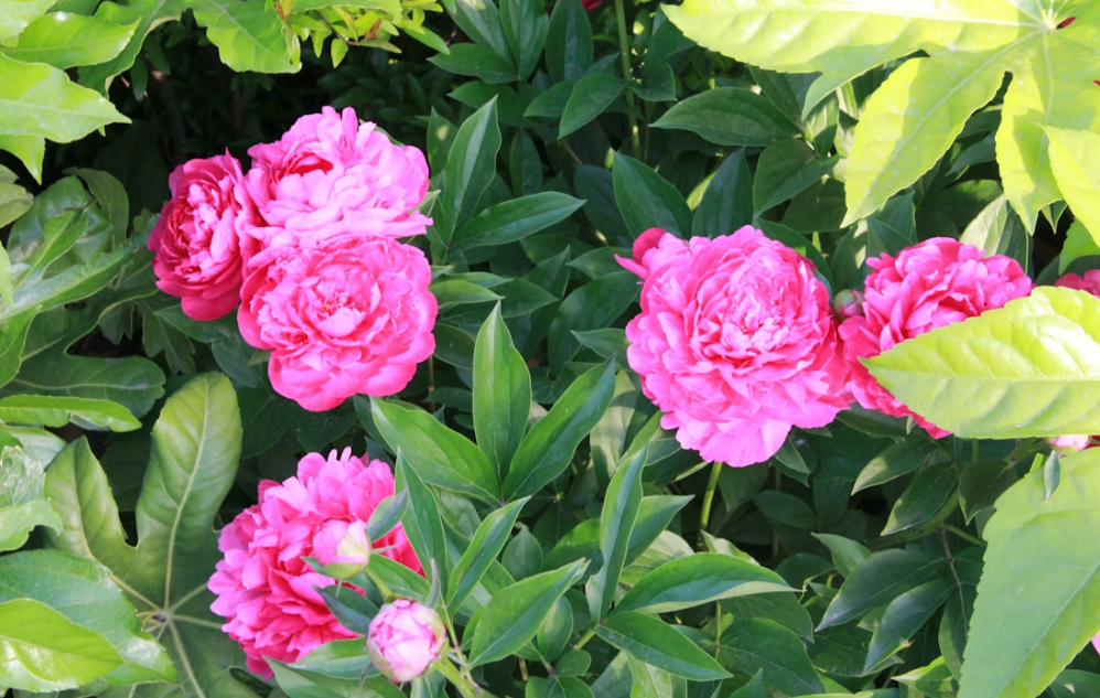 Тематическое фото Unsplash.com (18+)