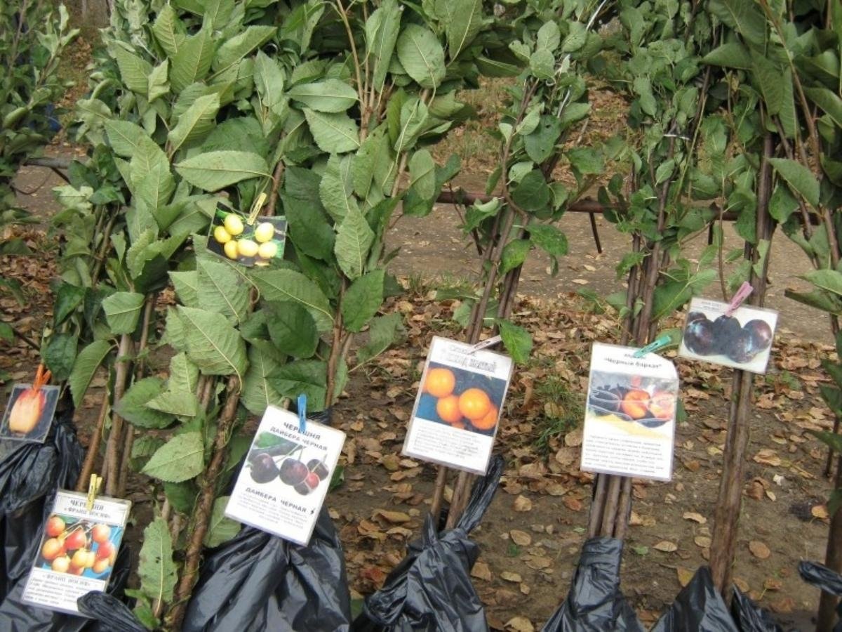 Предприниматель из Приангарья допустил нарушения при продаже семян Пресс-служба Управления Россельхознадзора по Иркутской области и Республике Бурятия