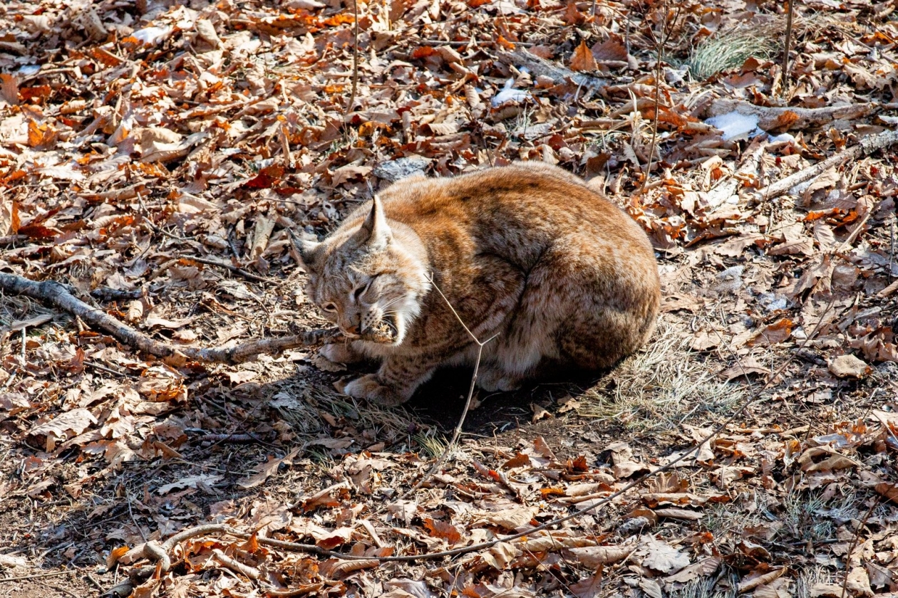 лес, дикие животные, сафари парк, природа, рысь Мария Смитюк, ИА PrimaMedia.ru