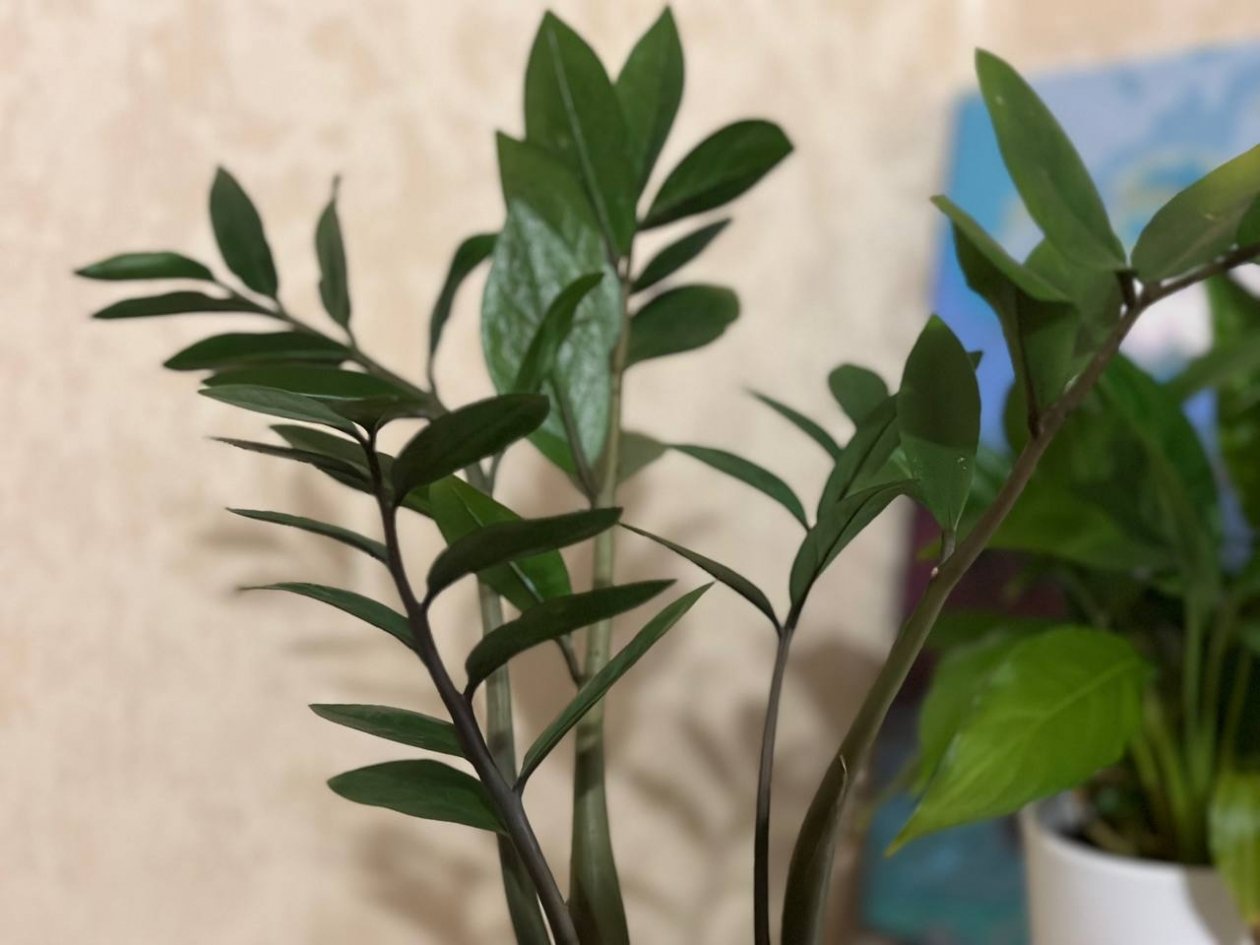 Растворяю 1 таблетку в январе — и замиокулькас выпускает сразу пять новых стрел: рецепт копеечной подкормки ИА Stavropol.Media