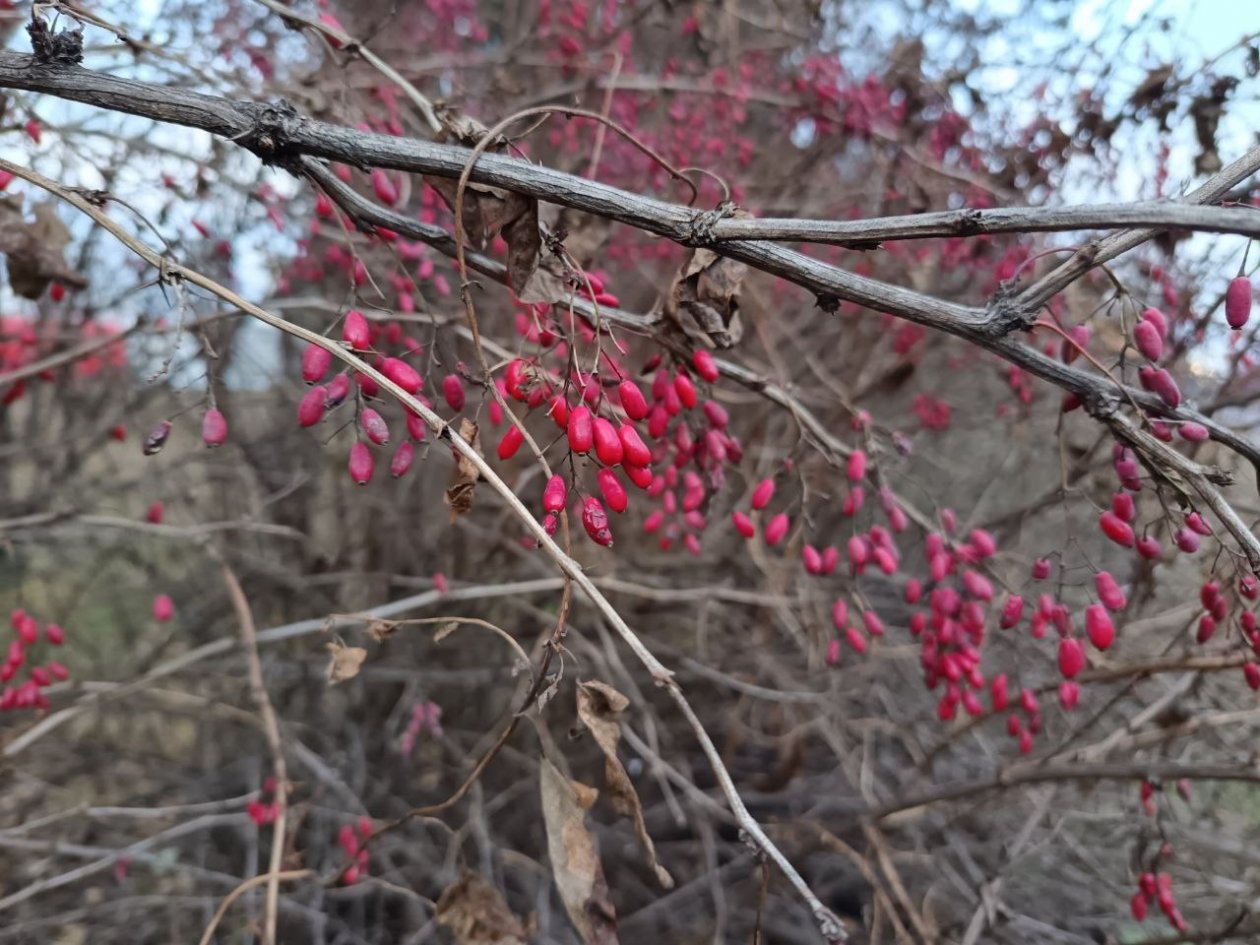 Не только для красоты: 5 неприхотливых кустарников, которые и сад украшают, и пользу приносят ИА StavropolMedia