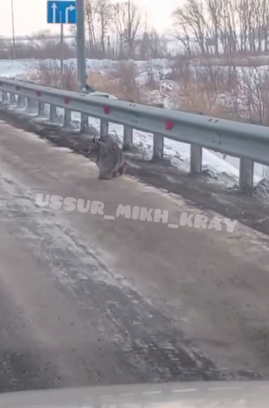 Скриншот из видео Видео очевидцев из telegram - канала ussur_mikh_kray