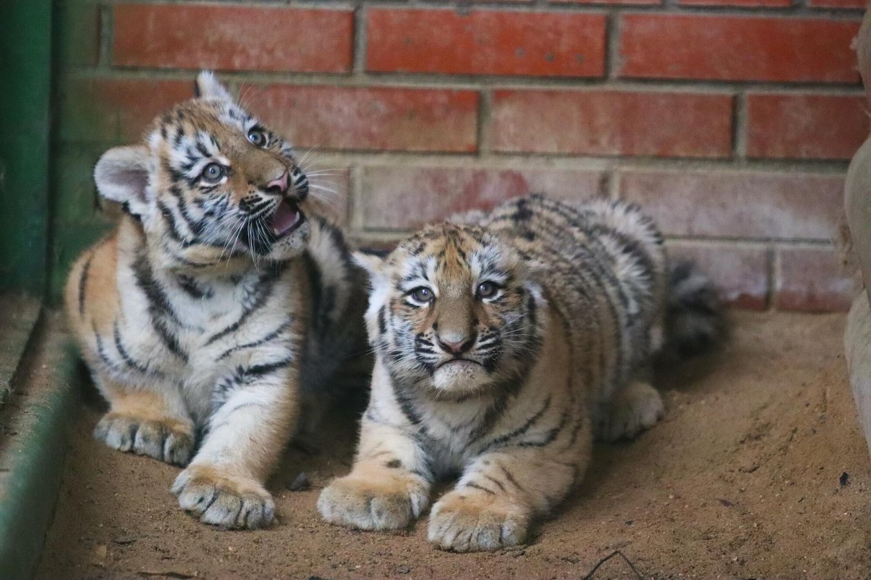 Амурские тигрята Личный блог мэра Москвы Сергея Собянина