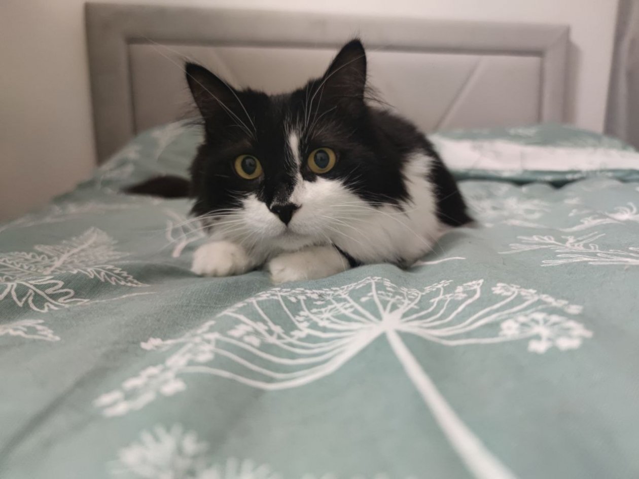 Не стареют, не болеют и живут по 18 лет: эти 6 пород котов-долгожителей ИА Stavropol.Media