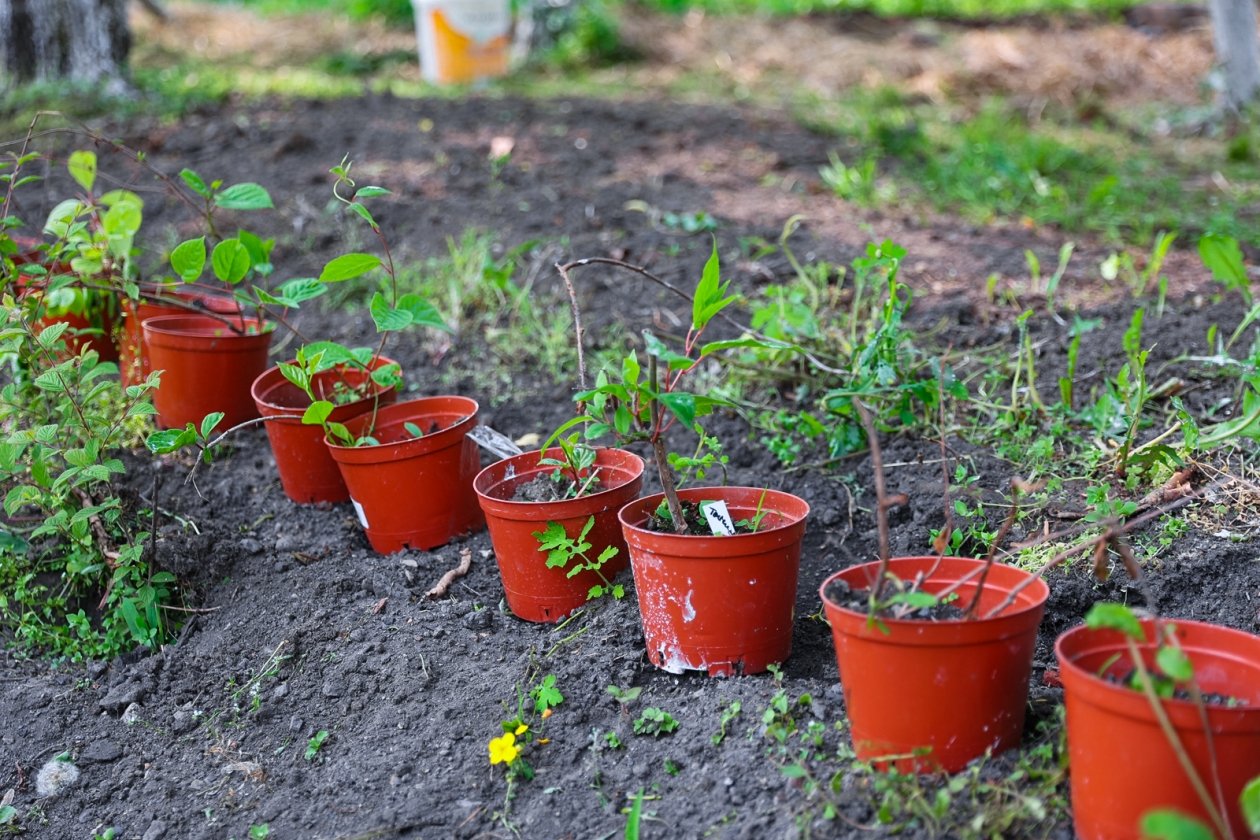 Озеленение, Высадка деревьев, благоустройство, саженцы, деревья, кусты, горшок Илья Аверьянов, ИА Primamedia
