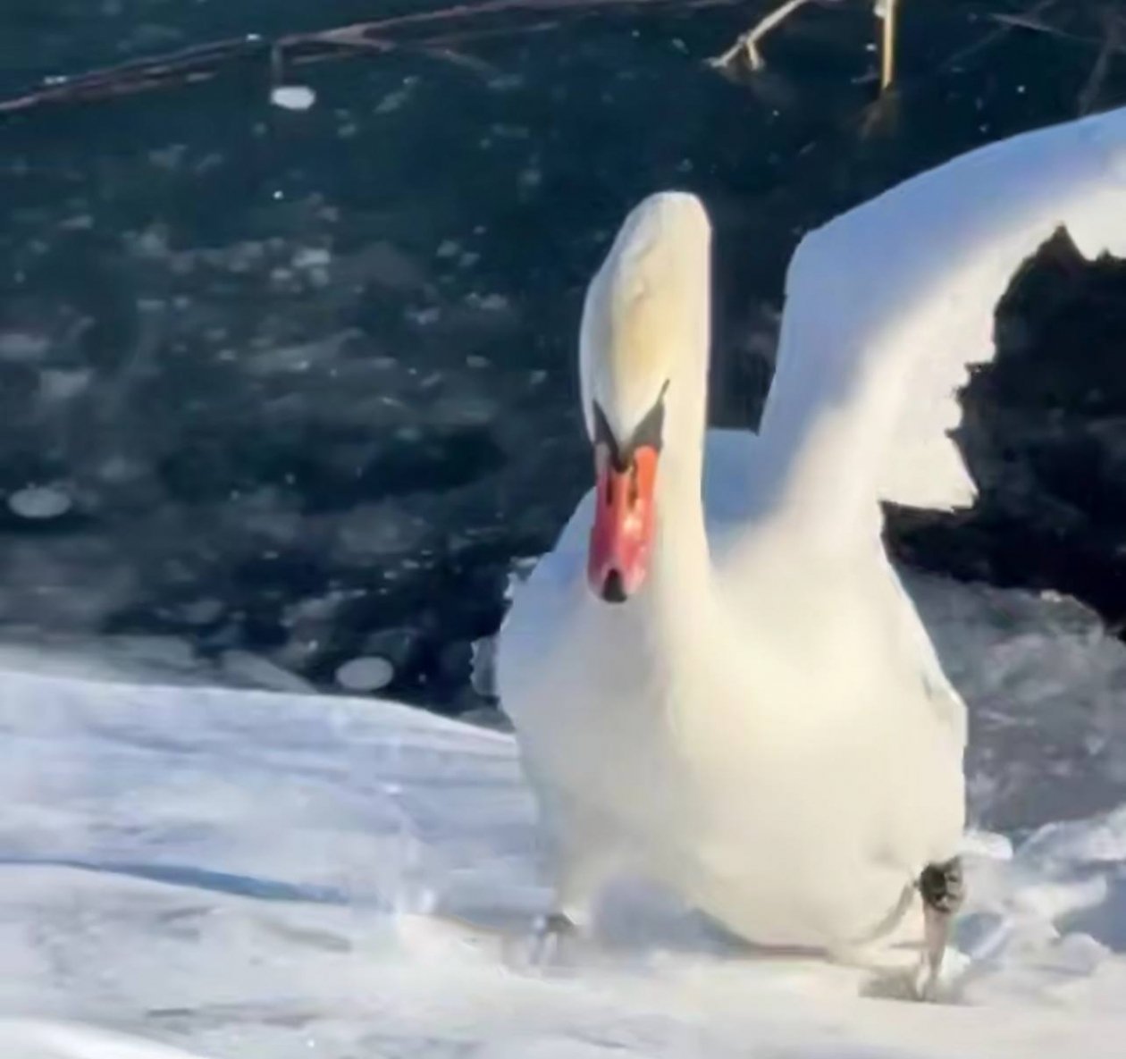 Обвитого леской лебедя спасли от гибели на Кубани t.me/gazetarvs