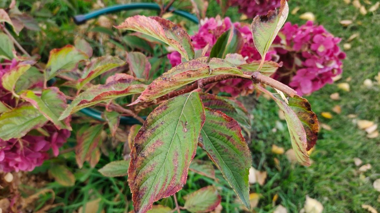 Гортензия Автора