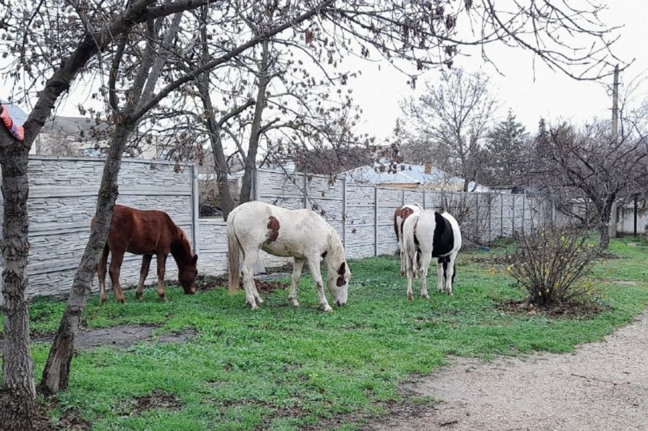 Лошади гуляли по посёлку Администрация Феодосии