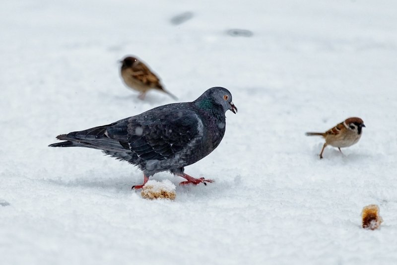 В Туапсинском районе нашли сотни мертвых отравленных голубей Александр Ратников
