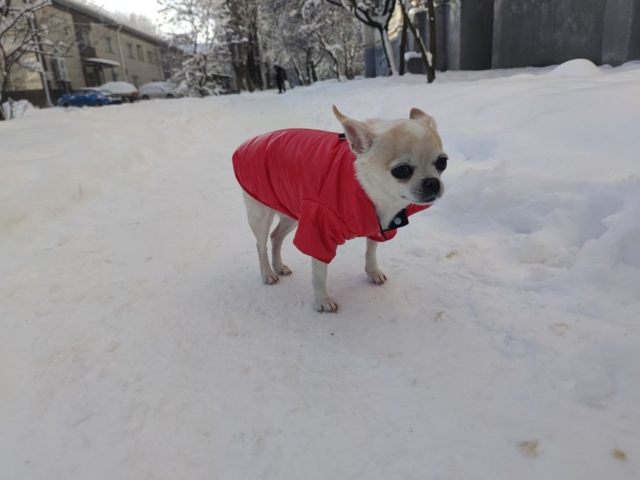 Беру дорогое печенье — и пес даже не смотрит на него: почему морковка за копейки сводит его с ума ИА StavropolMedia.ru