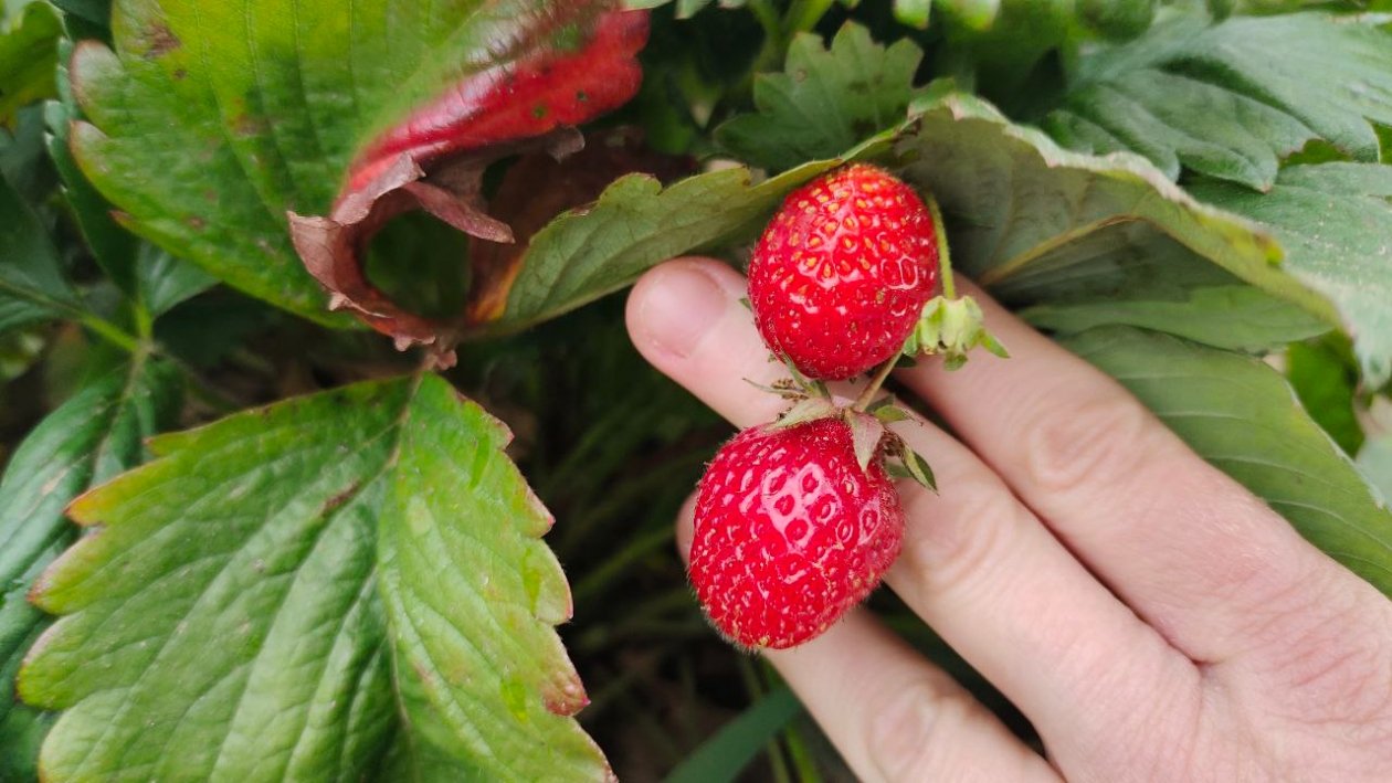 Клубника Автора