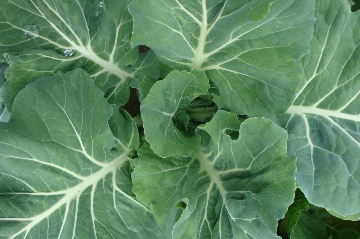 Тематическое фото pxhere.com