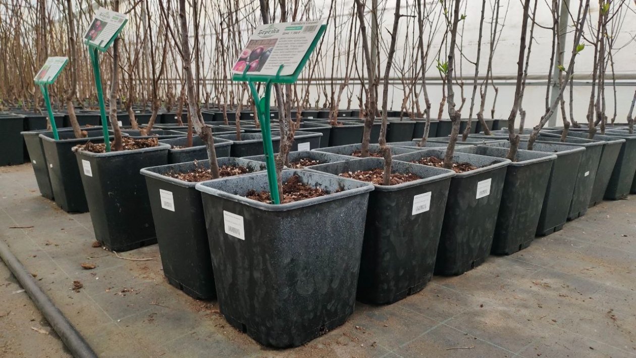 Саженцы Автора