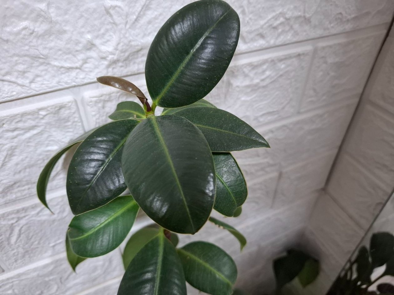 Растворяю 1 ампулу - и фикус Бенджамина больше не лысеет в январе: зимняя депрессия закончилась ИА StavropolMedia.ru